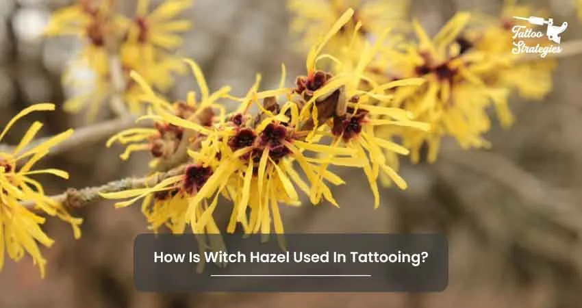 How Is Witch Hazel Used In Tattooing - Tattoo Strategies