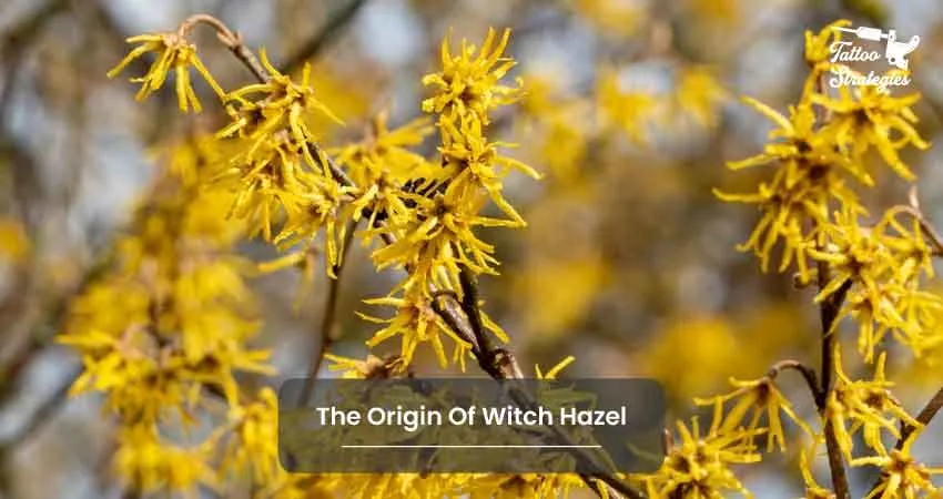 The Origin Of Witch Hazel - Tattoo Strategies